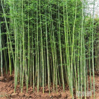 地栽苗斑竹