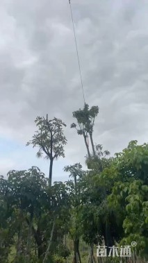 15公分秋枫