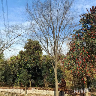 16公分榉树