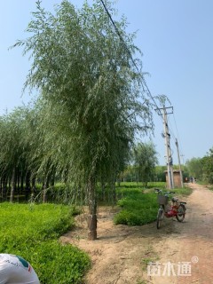 18公分金丝垂柳