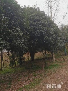 25公分桂花