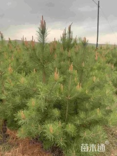 高度150厘米油松