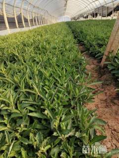 高度25厘米玛格丽特花