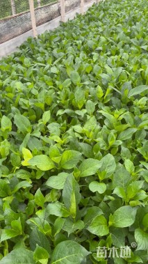 高度20厘米绣球