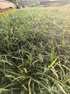 高度15厘米兰花