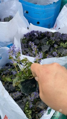 高度5厘米筋骨草