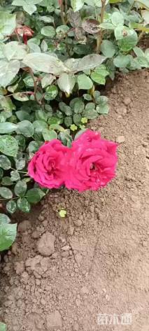 高度30厘米大红花