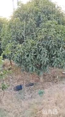 10公分桂花