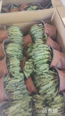 高度10厘米中华景天