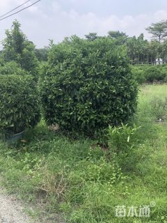 高度180厘米非洲茉莉