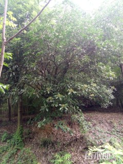 高度50厘米中华石楠