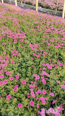 高度30厘米玛格丽特花