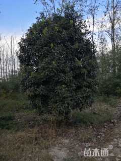 高度400厘米中华石楠