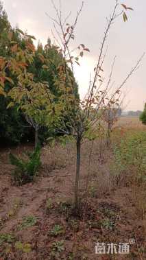 10公分日本晚樱