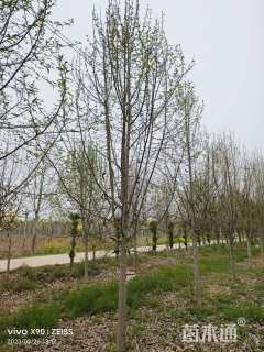 15公分二乔玉兰