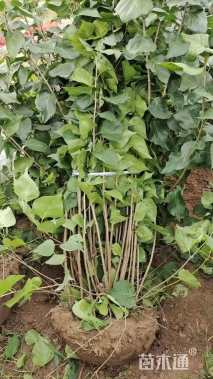 高度180厘米丛生紫丁香