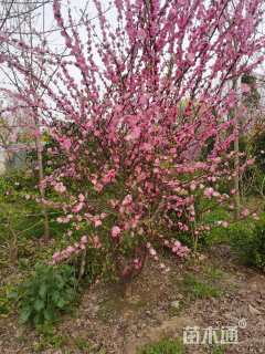 高度200厘米丛生榆叶梅