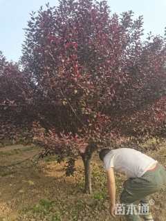 11公分紫叶矮樱