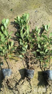 高度35厘米海桐