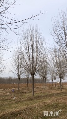 20公分白蜡