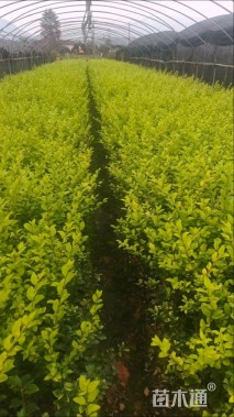 高度30厘米金叶女贞