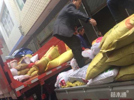 1公分珙桐