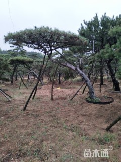 10公分松树