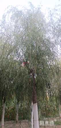 12公分嫁接垂柳