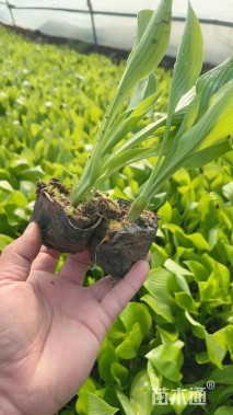 高度15厘米紫花玉簪