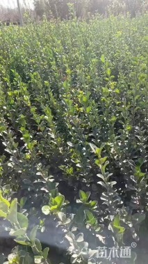 高度50厘米卫矛