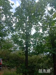 14公分杂交马褂木