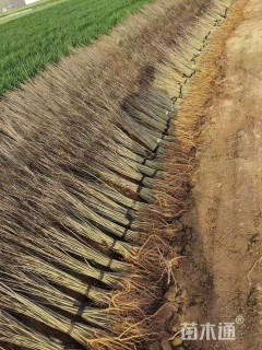 高度6厘米紫穗槐