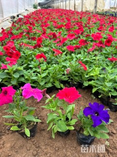 高度20厘米矮牵牛