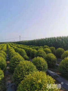 冠幅200厘米金叶女贞球