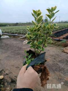 高度25厘米金边黄杨