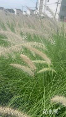 高度22厘米大布尼狼尾草