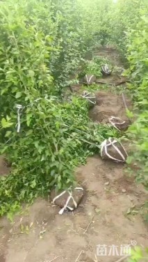 高度200厘米丛生木槿
