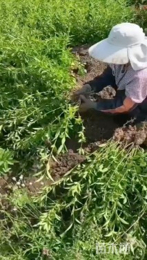 高度60厘米连翘