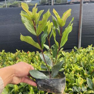 高度40厘米红叶石楠小苗