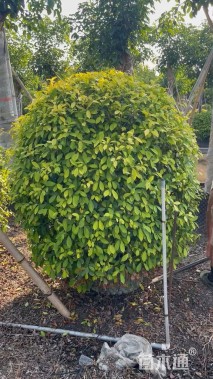 冠幅80厘米黄金榕球