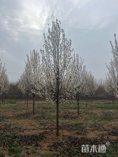 10公分彩叶豆梨