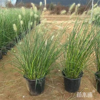 高度75厘米小兔子狼尾草