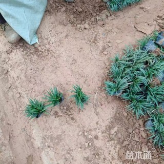 高度8厘米玉龙草