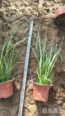 高度50厘米芒草