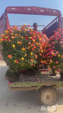 80公分造型月季