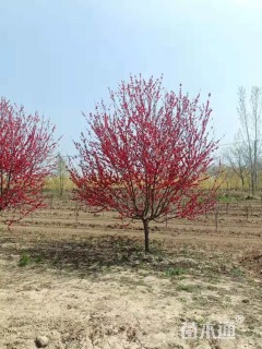 12公分红叶碧桃