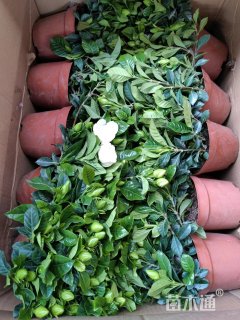 10厘米栀子花