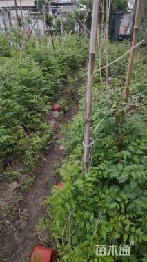 150厘米凌霄