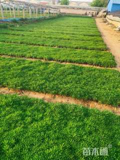 高度15厘米德国景天