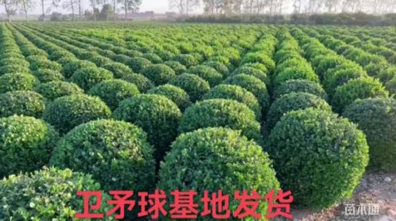 冠幅100厘米卫矛球